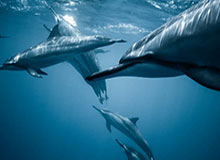 九游娱乐官网：让游戏成为生活的乐章